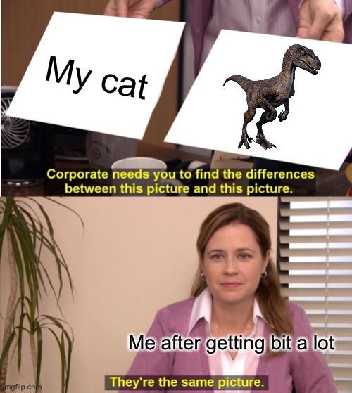 She plays though | My cat; Me after getting bit a lot | image tagged in memes,they're the same picture,jurassic park,cats | made w/ Imgflip meme maker