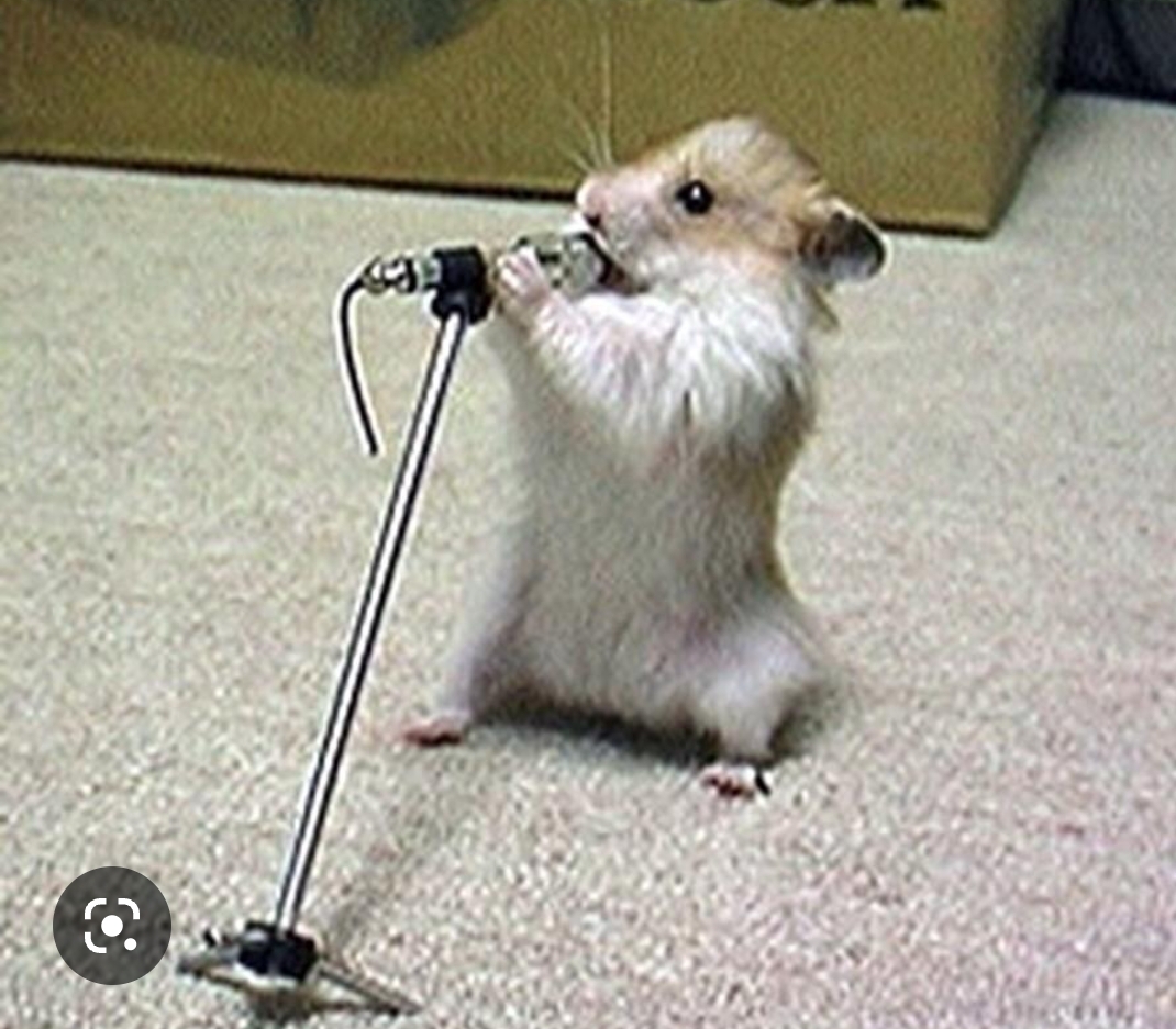 Lyrical hamster Blank Meme Template