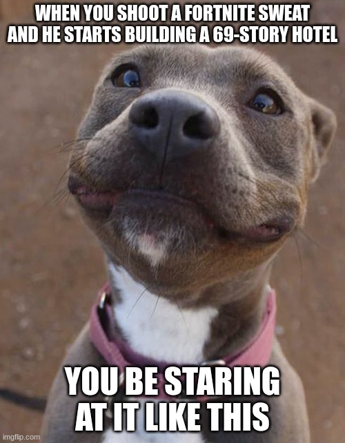 It's kinda annoying | WHEN YOU SHOOT A FORTNITE SWEAT AND HE STARTS BUILDING A 69-STORY HOTEL; YOU BE STARING AT IT LIKE THIS | image tagged in dog staring | made w/ Imgflip meme maker