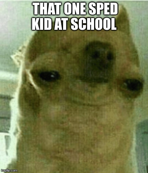 weird chihuahua | THAT ONE SPED KID AT SCHOOL | image tagged in weird chihuahua | made w/ Imgflip meme maker