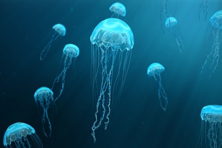 Jellyfish Blank Meme Template