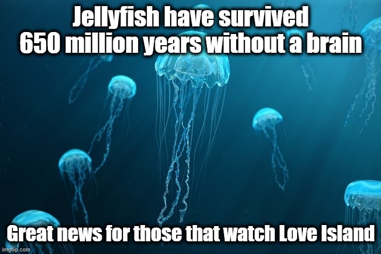 Love Island Jellyfish | Jellyfish have survived 650 million years without a brain; Great news for those that watch Love Island | image tagged in jellyfish,loveisland,funny,funny memes | made w/ Imgflip meme maker