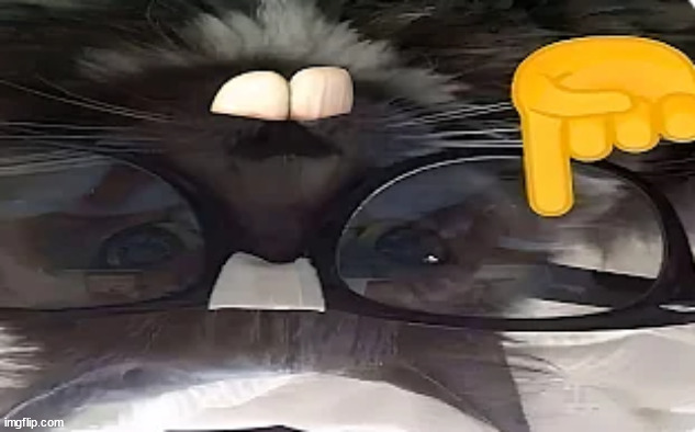 Nerd Kitty | image tagged in nerd kitty | made w/ Imgflip meme maker
