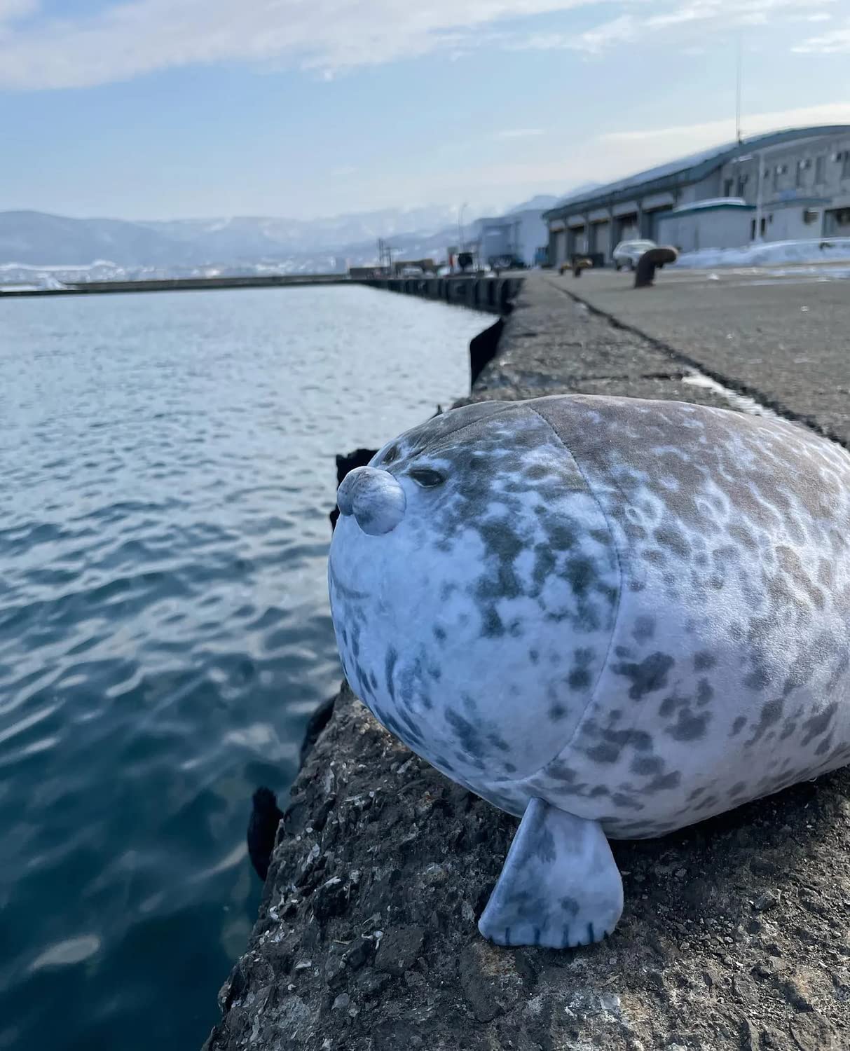 High Quality Seal looking out on the lake Blank Meme Template