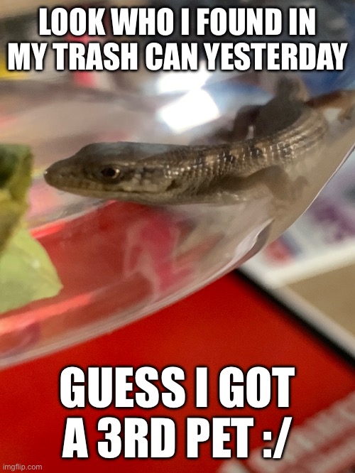 I got a 3rd pet | LOOK WHO I FOUND IN MY TRASH CAN YESTERDAY; GUESS I GOT A 3RD PET :/ | image tagged in memes,pets,lizards | made w/ Imgflip meme maker