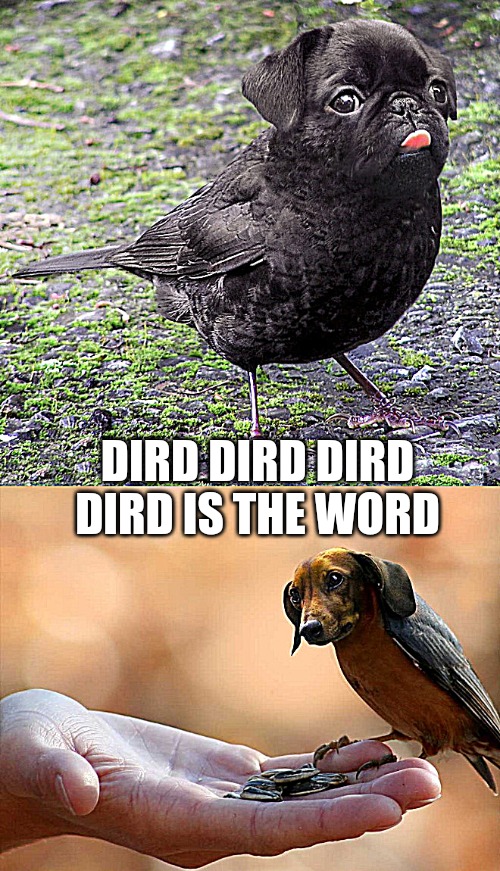 DIRD DIRD DIRD DIRD IS THE WORD | made w/ Imgflip meme maker