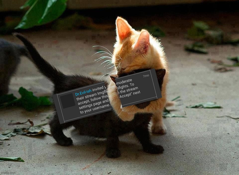 kitten hug | image tagged in kitten hug | made w/ Imgflip meme maker
