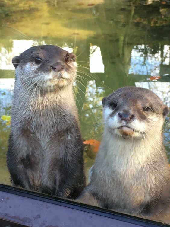 Otters Blank Meme Template