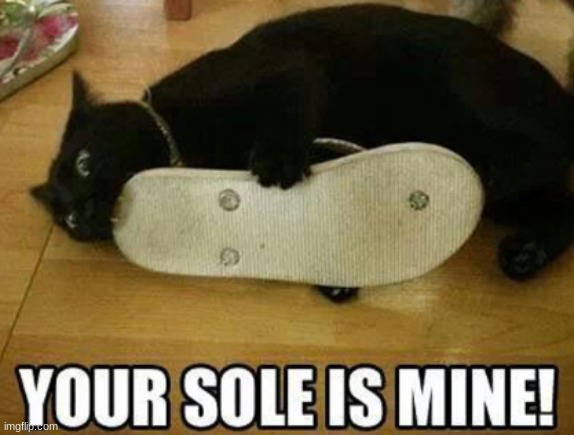 a cat eating your sole | image tagged in funny,fun,funny memes,cat,cat eating,your sole | made w/ Imgflip meme maker