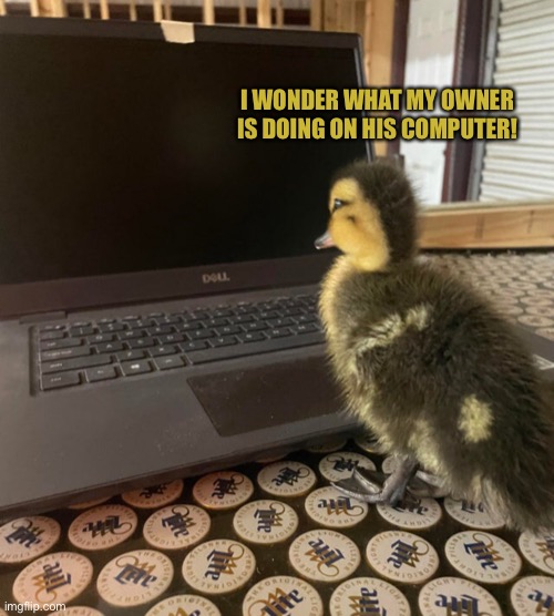 I WONDER WHAT MY OWNER IS DOING ON HIS COMPUTER! | image tagged in ducks,cute,memes,funny,computer,duck | made w/ Imgflip meme maker