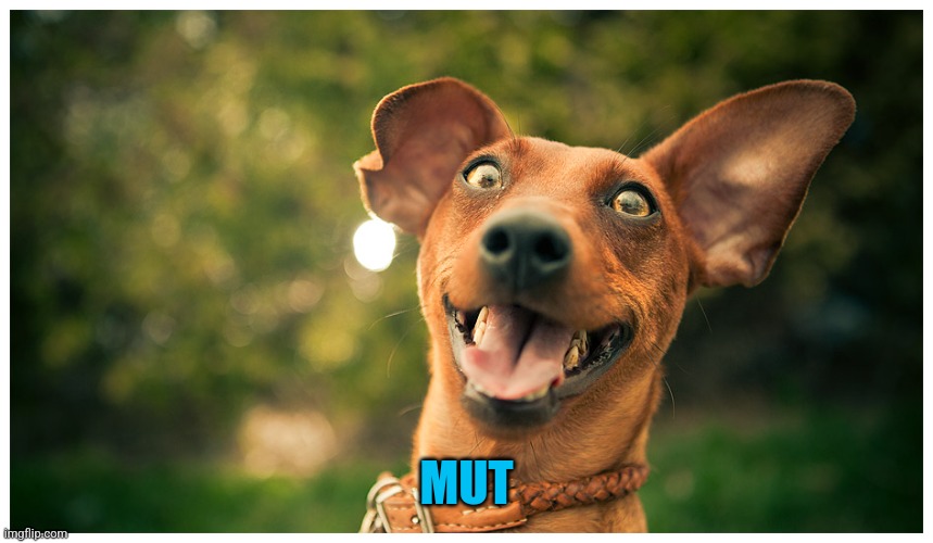 crazy mutt | MUT | image tagged in crazy mutt | made w/ Imgflip meme maker