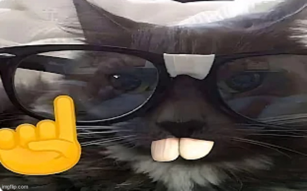 Nerd Kitty | image tagged in nerd kitty | made w/ Imgflip meme maker