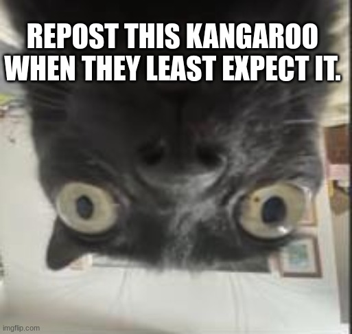 e | REPOST THIS KANGAROO WHEN THEY LEAST EXPECT IT. | image tagged in e | made w/ Imgflip meme maker