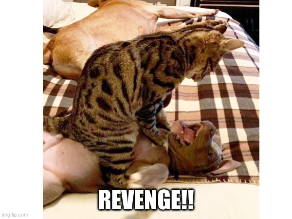 REVENGE!! | image tagged in violence,cat,dog,why are you reading the tags | made w/ Imgflip meme maker