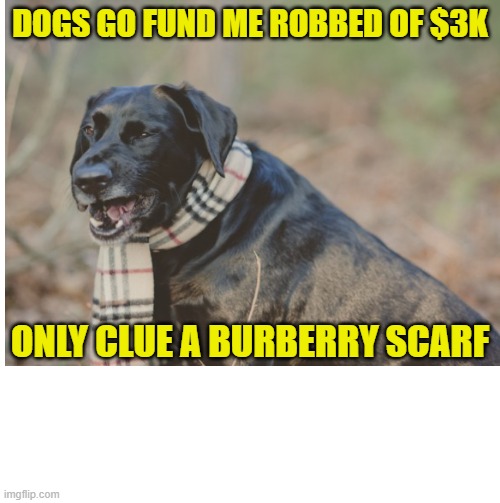 George Santos robs from dying dogs go fund me. Will stealing from children be next | DOGS GO FUND ME ROBBED OF $3K; ONLY CLUE A BURBERRY SCARF | image tagged in maga,republicans,fraud,theft,liar | made w/ Imgflip meme maker