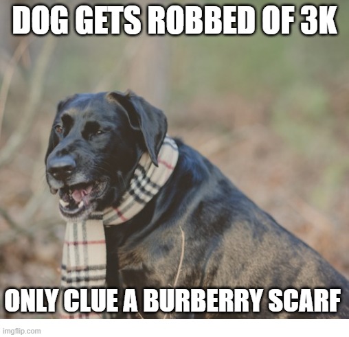 George Santos steals 3k from dying dogs go fund me. Cancer kids next, George? | DOG GETS ROBBED OF 3K; ONLY CLUE A BURBERRY SCARF | image tagged in maga,republicans,fraud,embarassing,liars | made w/ Imgflip meme maker