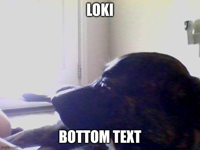 Chillin Dog V2 | LOKI BOTTOM TEXT | image tagged in chillin dog v2 | made w/ Imgflip meme maker