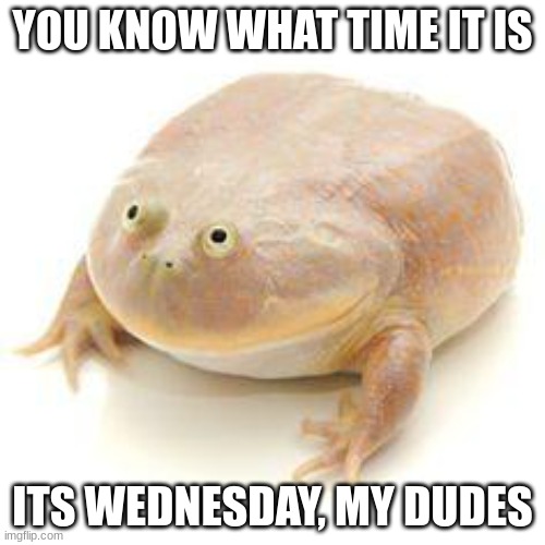 Wednesday Frog Blank | YOU KNOW WHAT TIME IT IS; AAAAAAAAAAAAAAAAAAAAAAAAAAAAAAAAAAAAAAAAAAAAAIIIIIIIYEAAAAAAAAAAAAAAAAAAAAAAAAAAAAAAAAAAAAAAAAAAAAAAAAAAAAAAAAAAAAAAAAAAAAAAAAAAAAAAAAAAAAAAAAAAAAAAAAAAAAAAAAAAAAAAAAAAAAAAAAAAAAAAAAAAAAAAAAAAAAAYYYYYYYYYYYYYYYYYYYYYY!!!!!!!!!!!!!!!!!!!!!!!!!!!!!!!!! ITS WEDNESDAY, MY DUDES | image tagged in wednesday frog blank | made w/ Imgflip meme maker