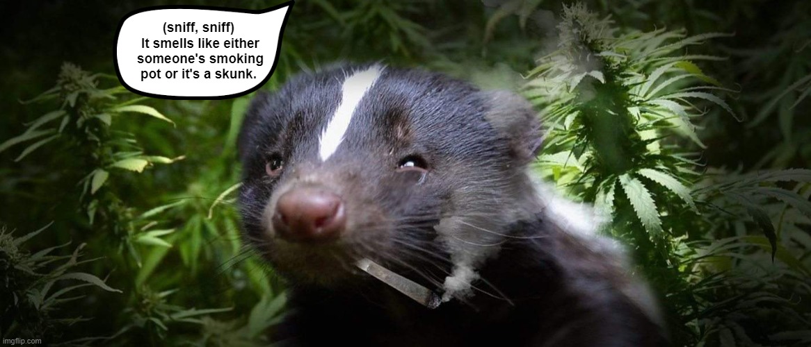 How About a Pot-Smoking Skunk? | image tagged in skunk,marijuana,weed,harry potter,funny,memes | made w/ Imgflip meme maker