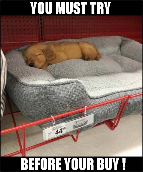 Looking Good ! | YOU MUST TRY; BEFORE YOUR BUY ! | image tagged in dogs,puppy,bed | made w/ Imgflip meme maker