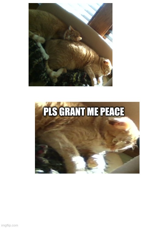 Help Me Cat Blank Meme Template