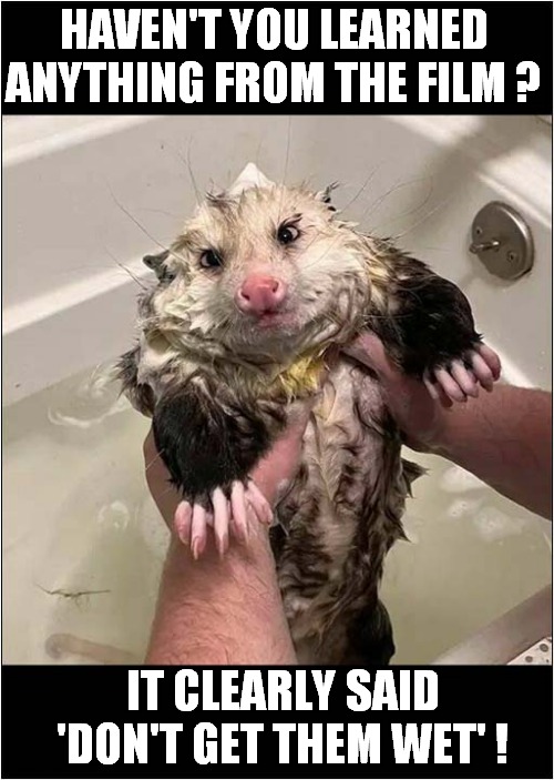 Looks Like You Found A Gremlin ! | HAVEN'T YOU LEARNED ANYTHING FROM THE FILM ? IT CLEARLY SAID 'DON'T GET THEM WET' ! | image tagged in gremlins,bath time,opossum | made w/ Imgflip meme maker