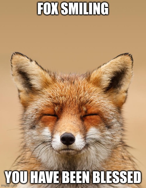 Picture from Roeselien Raimond | FOX SMILING; YOU HAVE BEEN BLESSED | made w/ Imgflip meme maker