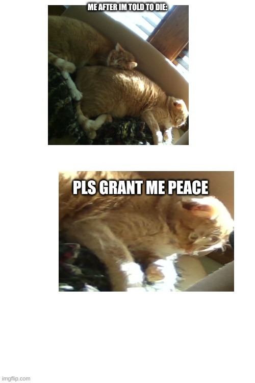 Help Me Cat | ME AFTER IM TOLD TO DIE: | image tagged in help me cat | made w/ Imgflip meme maker