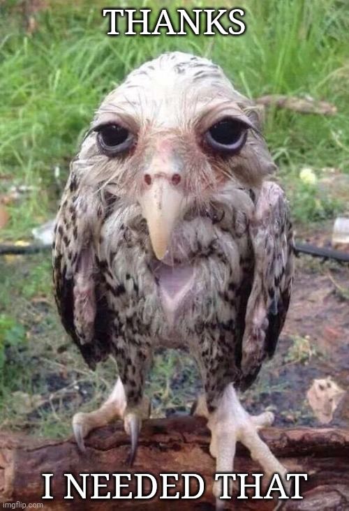 Wet owl | THANKS I NEEDED THAT | image tagged in wet owl | made w/ Imgflip meme maker