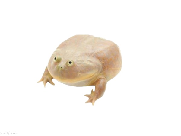 it's wednesday my dude's | image tagged in memes,frog,wednesday | made w/ Imgflip meme maker