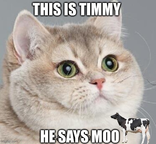 Heavy Breathing Cat | THIS IS TIMMY; HE SAYS MOO | image tagged in memes,heavy breathing cat | made w/ Imgflip meme maker