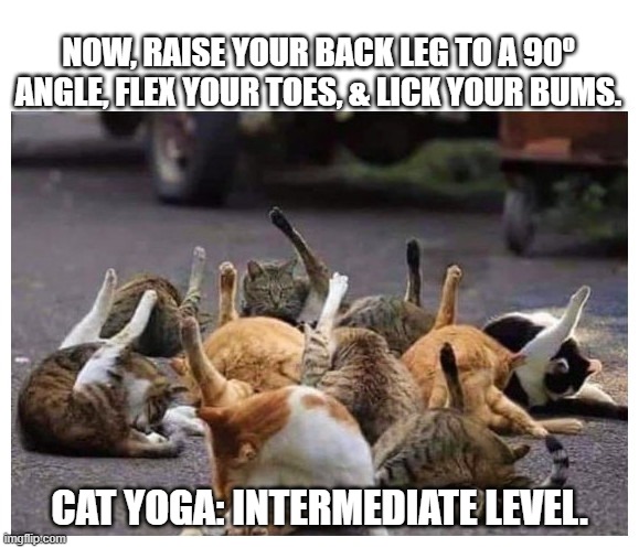 Cat Yoga | NOW, RAISE YOUR BACK LEG TO A 90º ANGLE, FLEX YOUR TOES, & LICK YOUR BUMS. CAT YOGA: INTERMEDIATE LEVEL. | image tagged in yoga,cat,cat yoga,namaste | made w/ Imgflip meme maker