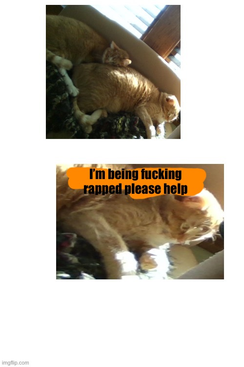 Alt ver of Help Me Cat (why) Blank Meme Template