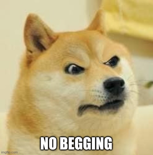 angry doge | NO BEGGING | image tagged in angry doge | made w/ Imgflip meme maker
