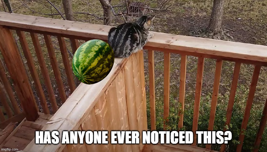 striped | HAS ANYONE EVER NOTICED THIS? | image tagged in watermelon,cat | made w/ Imgflip meme maker