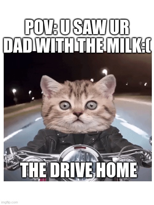 cat | POV: U SAW UR DAD WITH THE MILK:(; THE DRIVE HOME | image tagged in grumpy cat | made w/ Imgflip meme maker