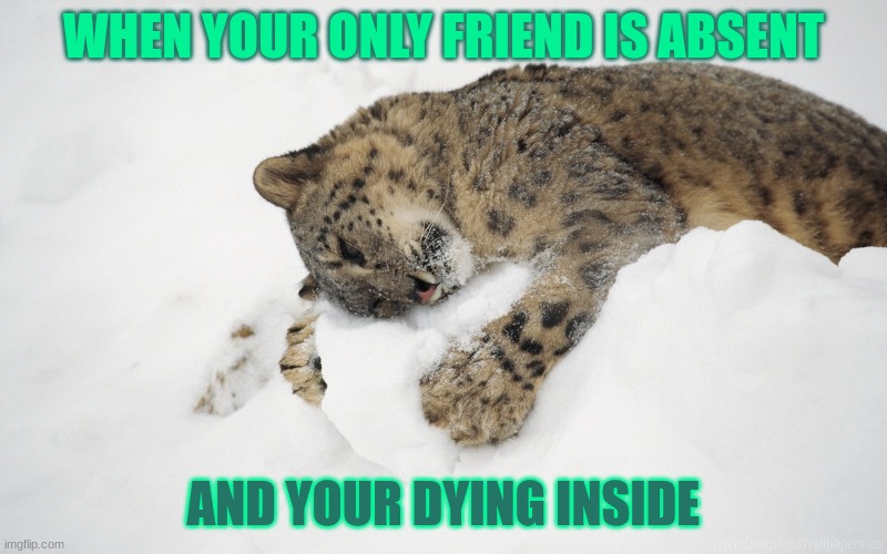 save animals | WHEN YOUR ONLY FRIEND IS ABSENT; AND YOUR DYING INSIDE | image tagged in plz save animals | made w/ Imgflip meme maker