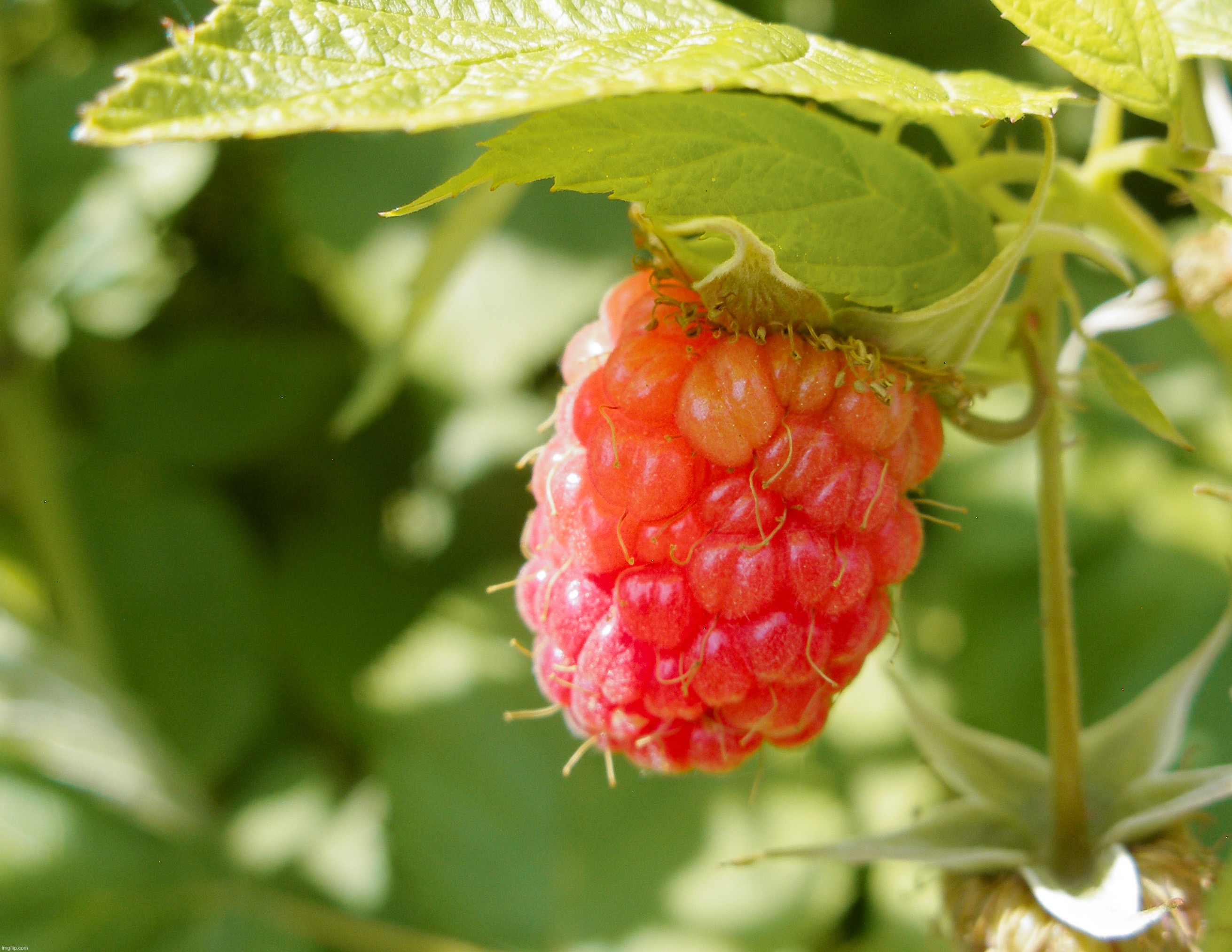 A picture of a raspberry that I took last summer. Daily Photo #9 | image tagged in share your own photos | made w/ Imgflip meme maker