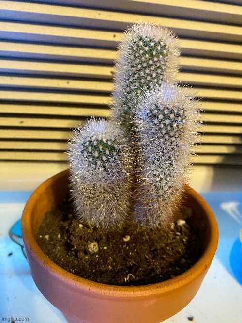 A picture of my cactus. Inspired by SpicySpiral57’s image | image tagged in cactus,plants,beautiful | made w/ Imgflip meme maker