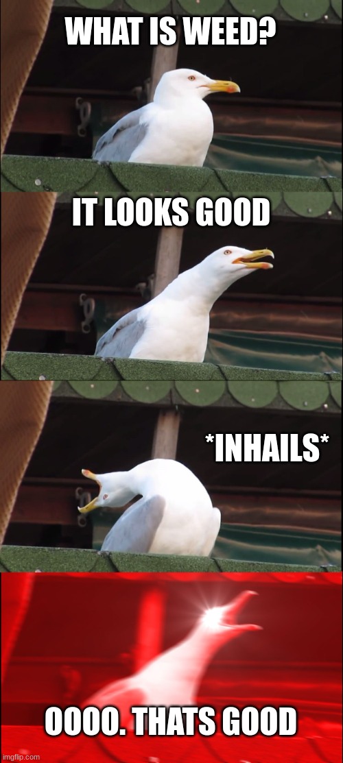 weed seagul | WHAT IS WEED? IT LOOKS GOOD; *INHAILS*; OOOO. THATS GOOD | image tagged in memes,inhaling seagull | made w/ Imgflip meme maker
