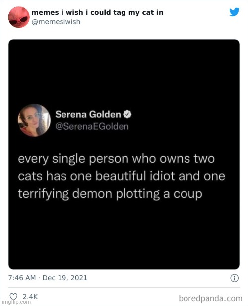 This hit home | image tagged in memes,cats | made w/ Imgflip meme maker