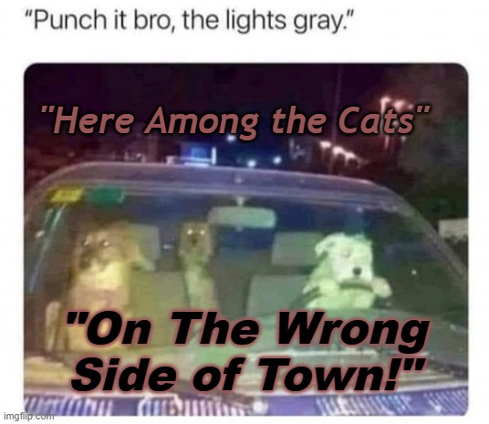 Here Among the Cats | "Here Among the Cats"; "On The Wrong Side of Town!" | image tagged in dogs,classic rock,canadian classic rock history | made w/ Imgflip meme maker