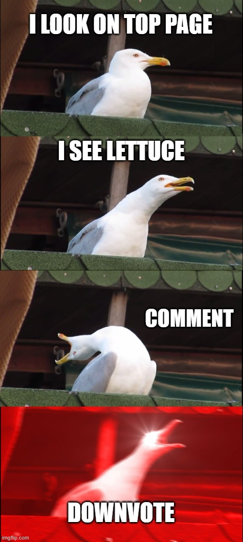 Inhaling Seagull Meme | I LOOK ON TOP PAGE; I SEE LETTUCE; COMMENT; DOWNVOTE | image tagged in memes,inhaling seagull | made w/ Imgflip meme maker