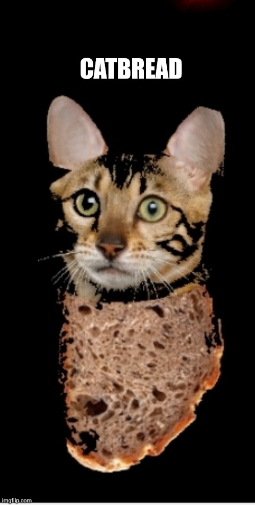 Catbread | CATBREAD | image tagged in catbread | made w/ Imgflip meme maker