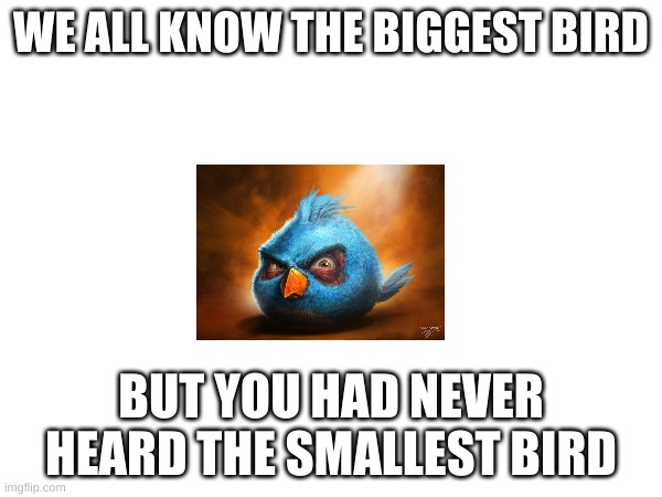 bruh don't know him | WE ALL KNOW THE BIGGEST BIRD; BUT YOU HAD NEVER HEARD THE SMALLEST BIRD | image tagged in memes,angry birds | made w/ Imgflip meme maker