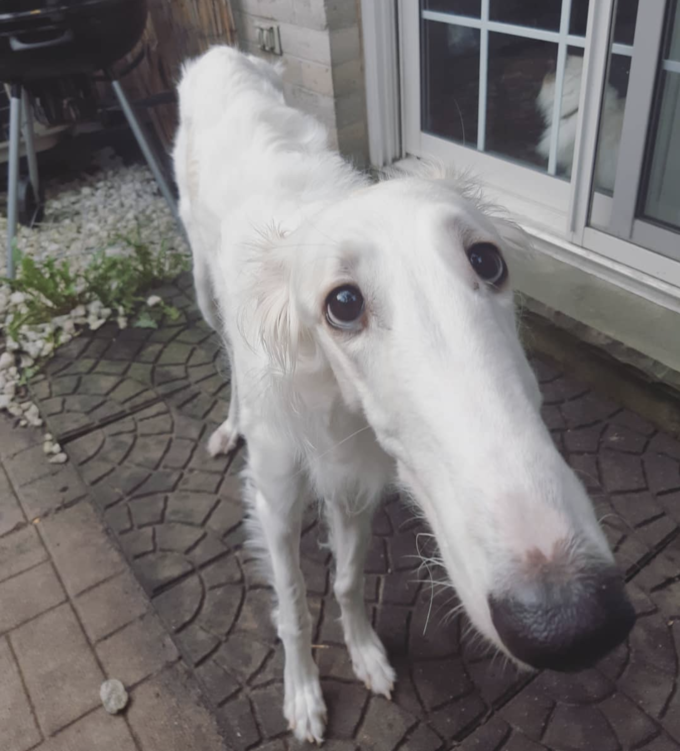 Borzoi Blank Meme Template