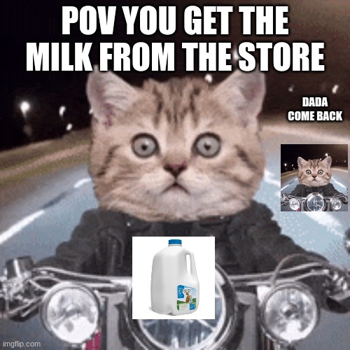 When you get the milk from the store | POV YOU GET THE MILK FROM THE STORE; DADA COME BACK | image tagged in cats | made w/ Imgflip meme maker