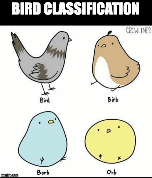 I hope you like it | BIRD CLASSIFICATION | image tagged in borb | made w/ Imgflip meme maker
