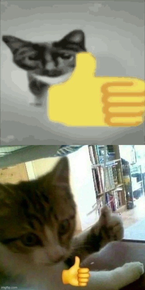image tagged in cat thumbs up | made w/ Imgflip meme maker