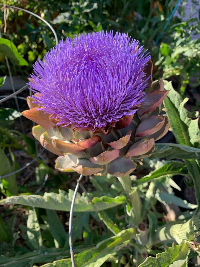 An Unharvested Artichoke | image tagged in awesome,pics,photography,artichoke in bloom | made w/ Imgflip meme maker